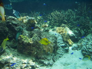 美ら海水族館