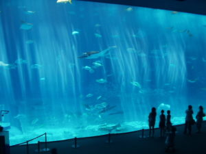 美ら海水族館